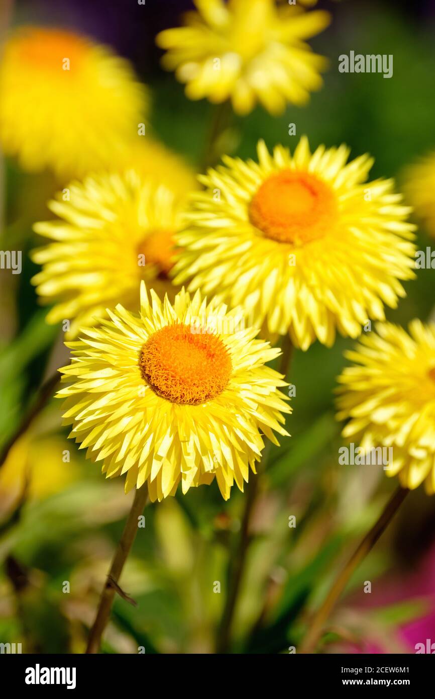 Bracteantha bracteata granvia gold hi-res stock photography and images