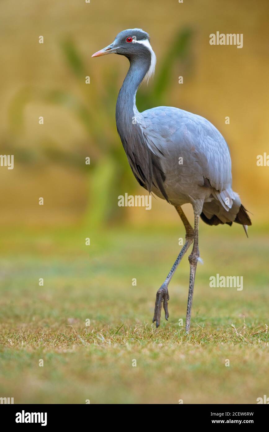 wildlife and birds of Pakistan Stock Photo Alamy