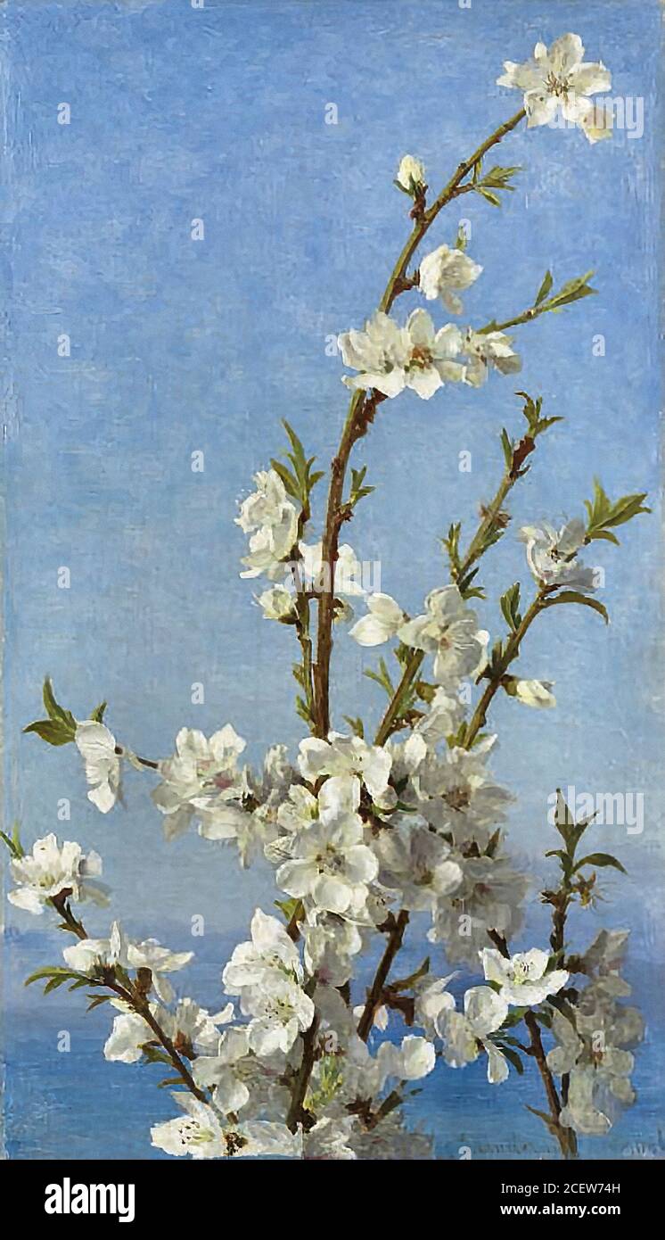 Anderson Sophie - Study of Hawthorn Blossom Capri 1 - British School - 19th  Century Stock Photo