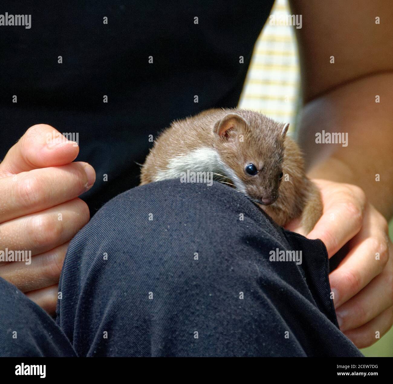 Weasel (Mustela nivalis) Juvenile in care at wildlife rescue centre. Stock Photo