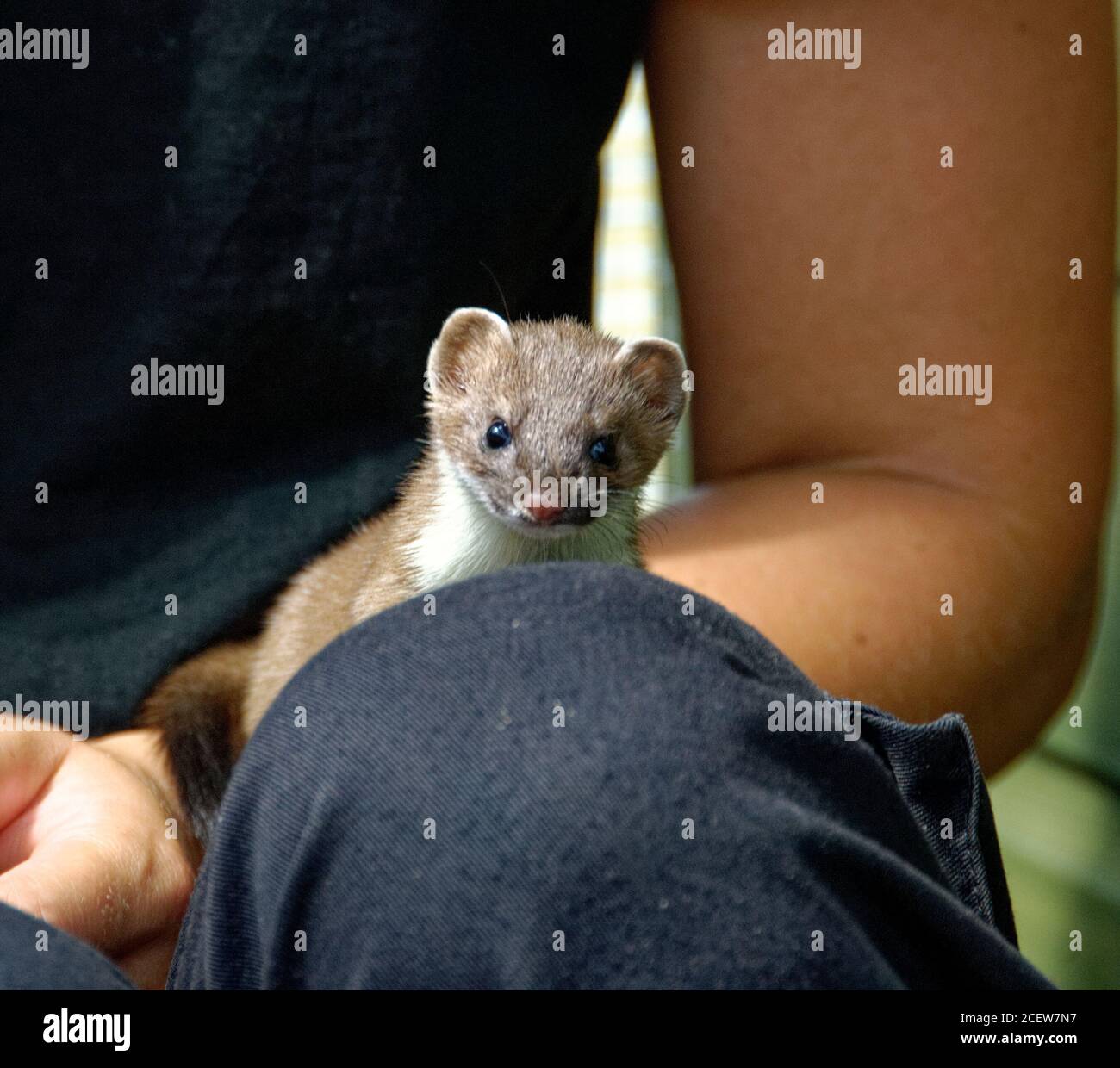 Weasel (Mustela nivalis) Juvenile in care at wildlife rescue centre. Stock Photo