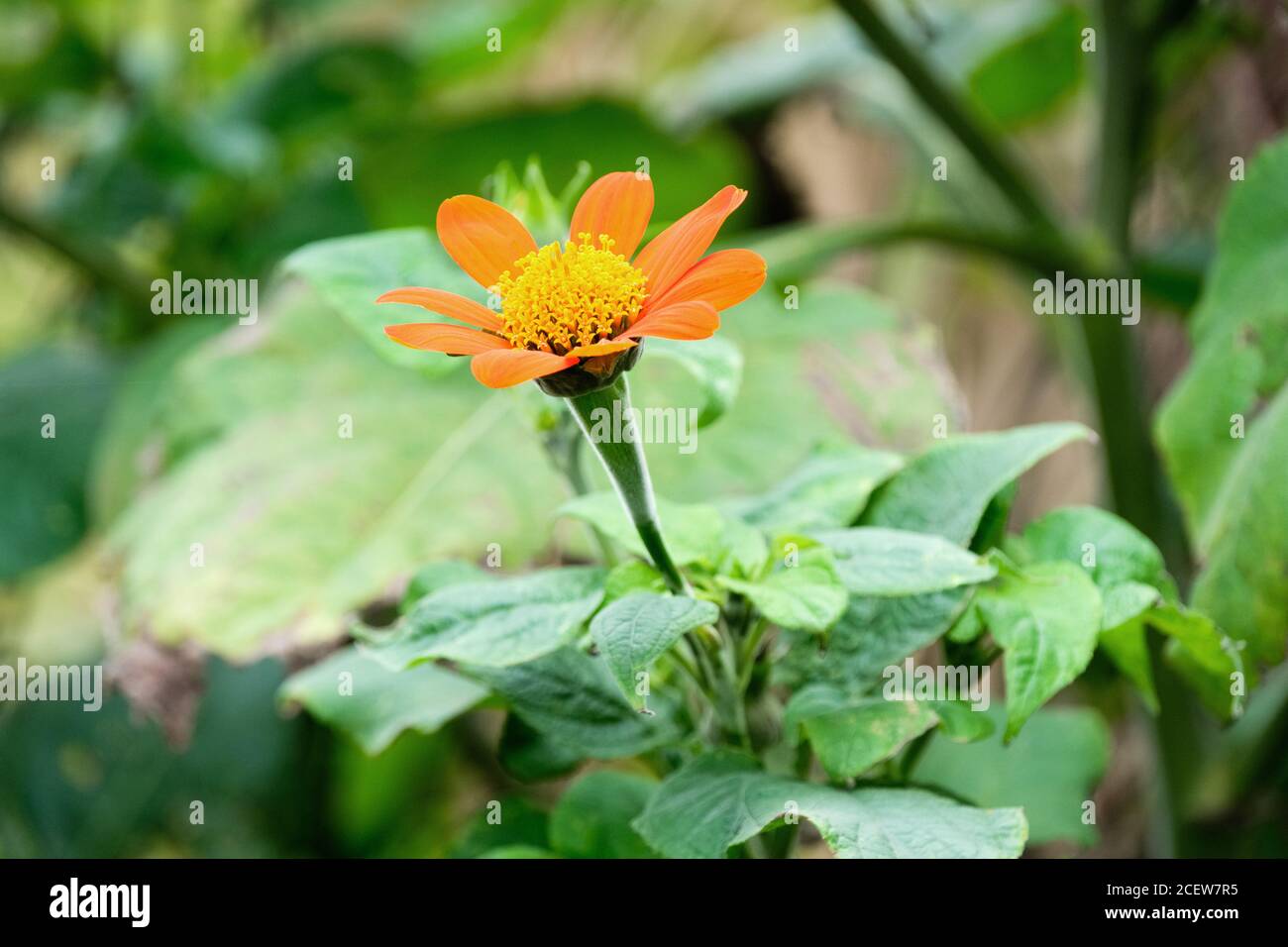Daisy-like orange flower-heads of Tithonia rotundifolia 'Torch'. Mexican sunflower 'Torch' Stock Photo