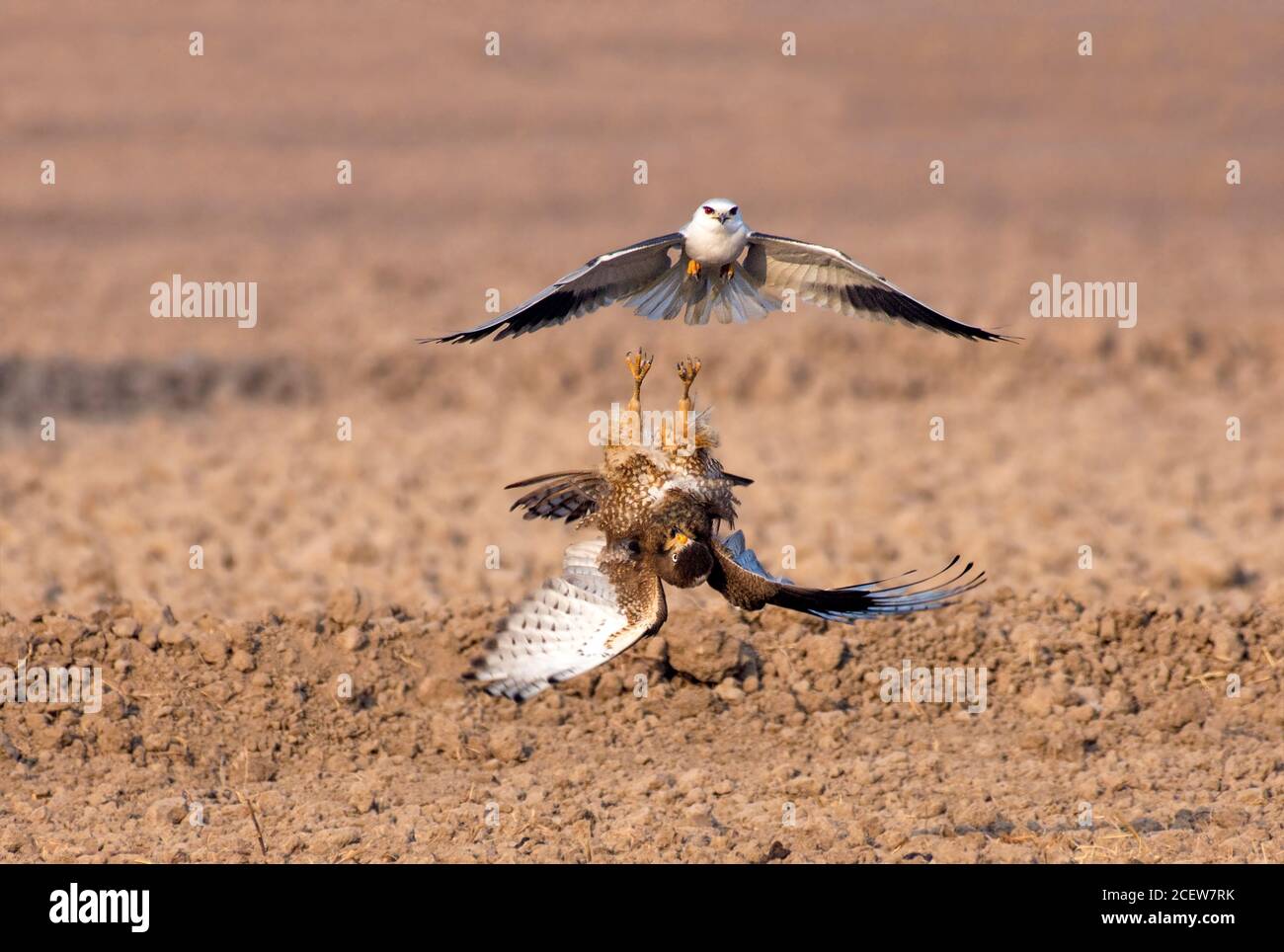 black shouldered kite, shikra, falcon, eagle, osprey , kestrel and
