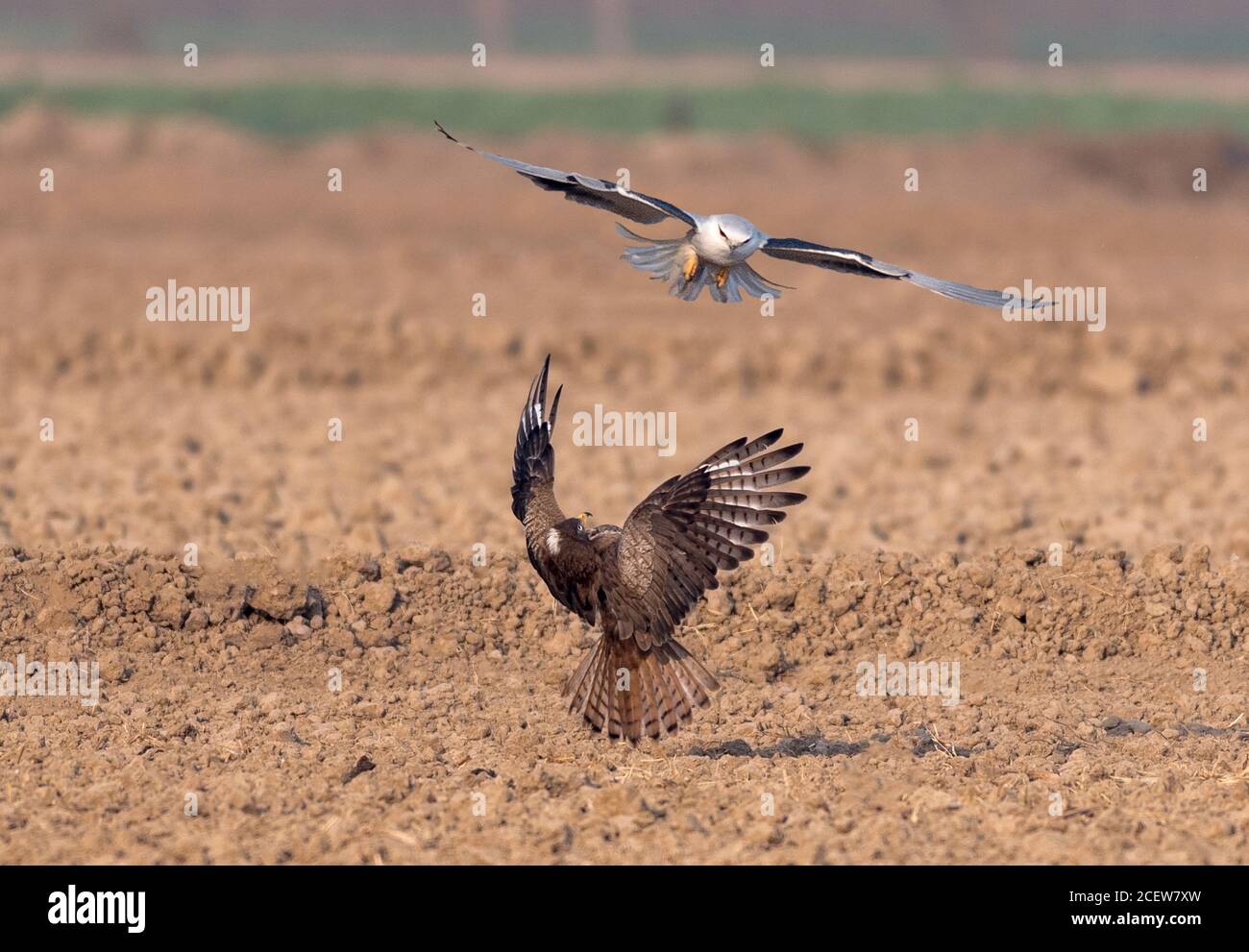 black shouldered kite, shikra, falcon, eagle, osprey , kestrel and