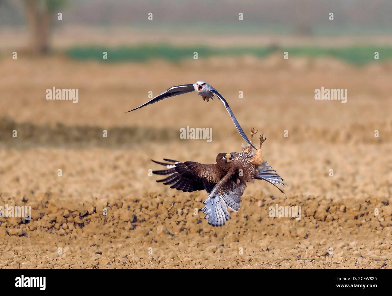 black shouldered kite, shikra, falcon, eagle, osprey , kestrel and