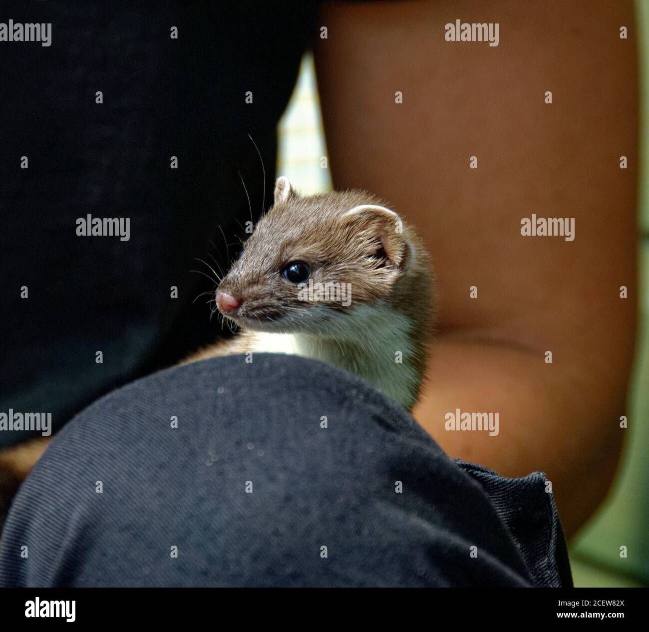 Weasel (Mustela nivalis) Juvenile in care at wildlife rescue centre. Stock Photo