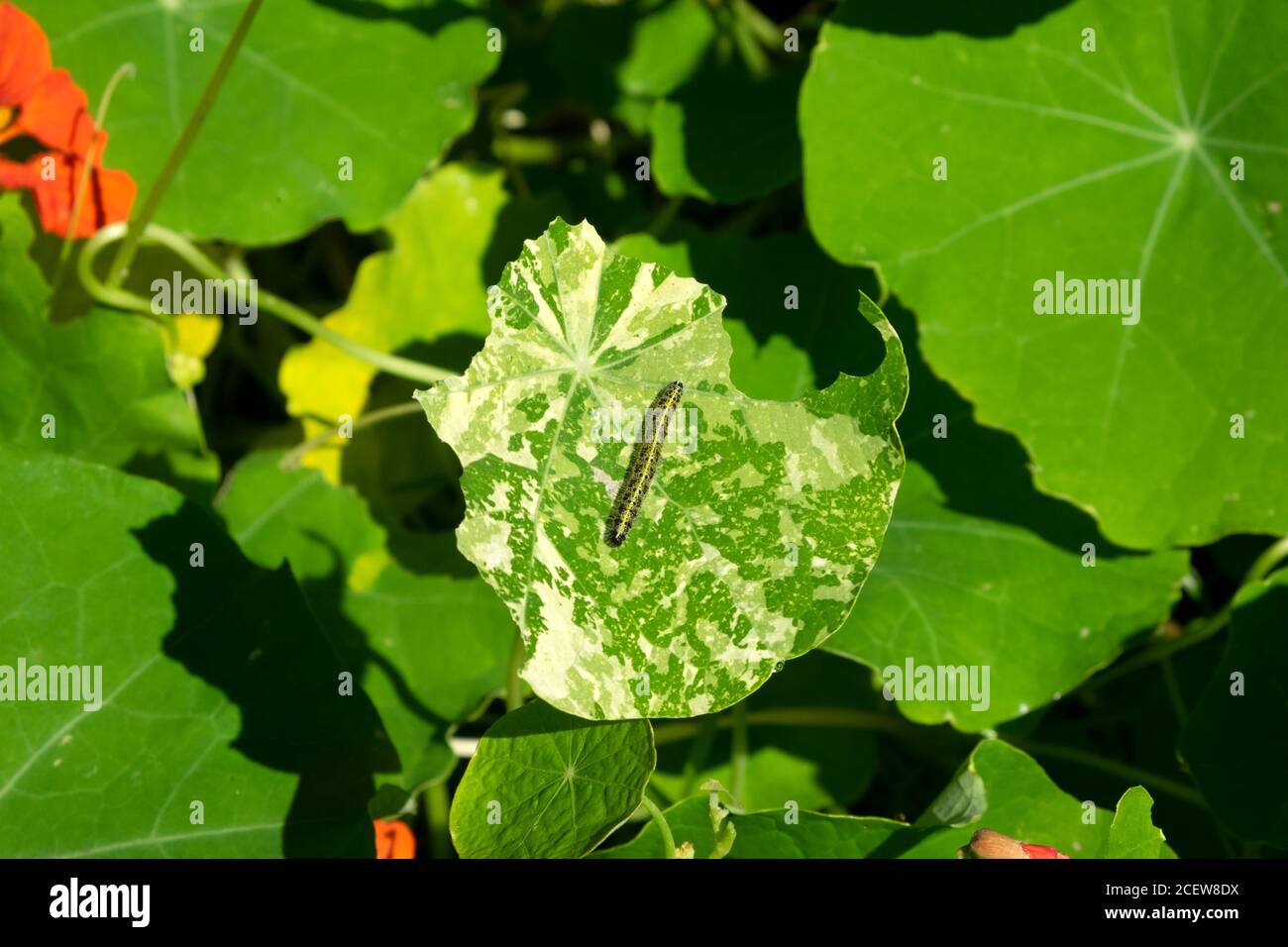 Caterpillars eating climbing nasturtium leaves in a small country garden in August Carmarthenshire West Wales  UK  KATHY DEWITT Stock Photo