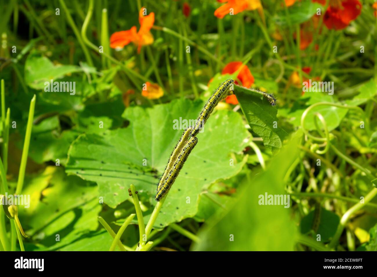 Caterpillars eating climbing nasturtium leaves in a small country garden in August Carmarthenshire West Wales UK  KATHY DEWITT Stock Photo