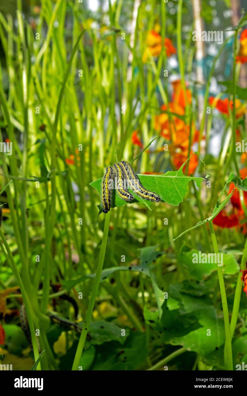 Caterpillars eating climbing nasturtium leaves in a small country garden in August Carmarthenshire West Wales UK  KATHY DEWITT Stock Photo