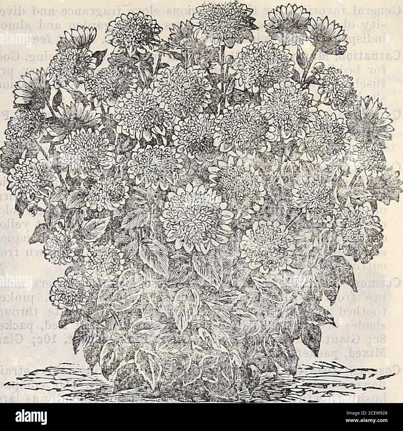 . 1906 annual catalogue / Otto Schwill & Co. Comet or Plume Aster. ». Semples Branching Aster. Asters, 0 ueen of ths Market—The earliest variety; gracefuldouble flower; long stemmed. Mixed colors. Packet, 8c. Asters, China—A general mixture of fine sorts and colors.Packet, 3c. Asters, Mixed—This mixture contains the cream of all varie-ties. It cannot fail to please you. Packet, 3c. Balloon Vine—A rapid growing climber which succeeds best inwarm soil. Flowers white; seed vessels look like small bal-loons. Packet, 4c. BALSAM—(Ladys Slipper). A favorite garden flower, producing brilliant colored Stock Photo