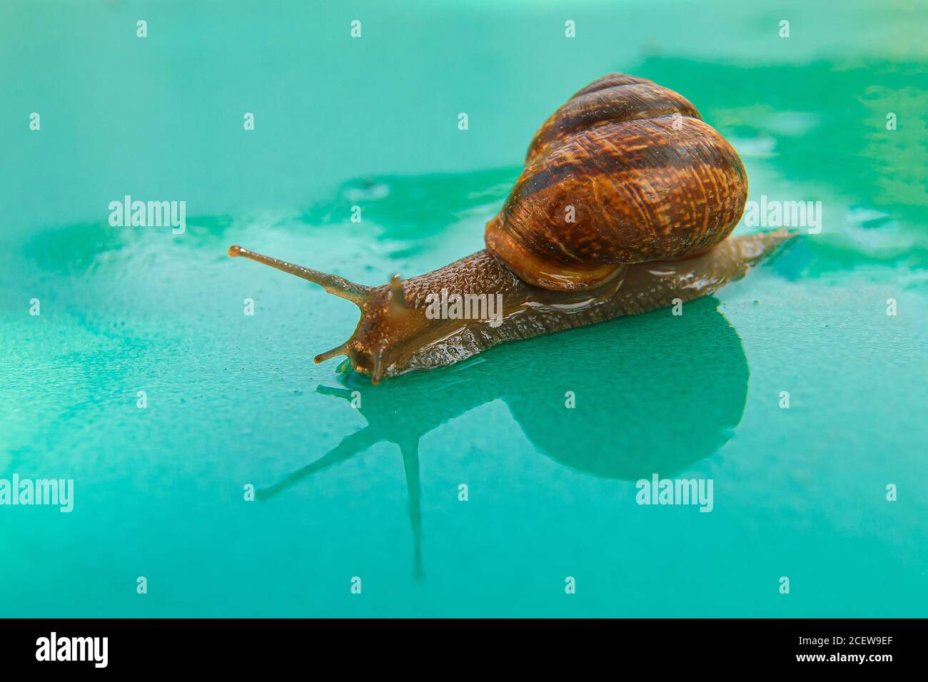 A snail creeps on a green wet surface Stock Photo - Alamy