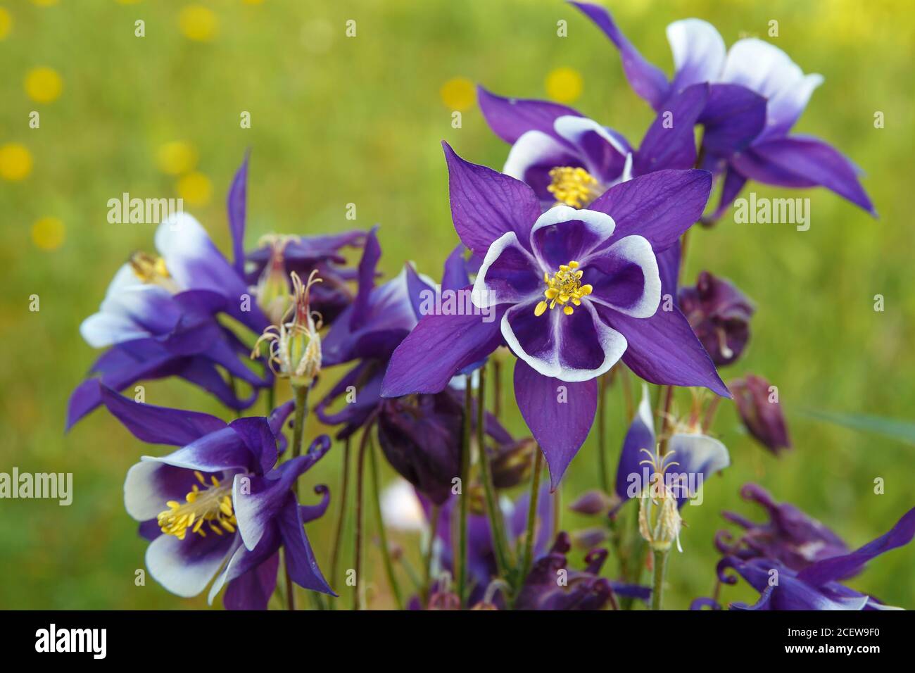 Purple columbine flower on a background of green vegetation. Stock Photo