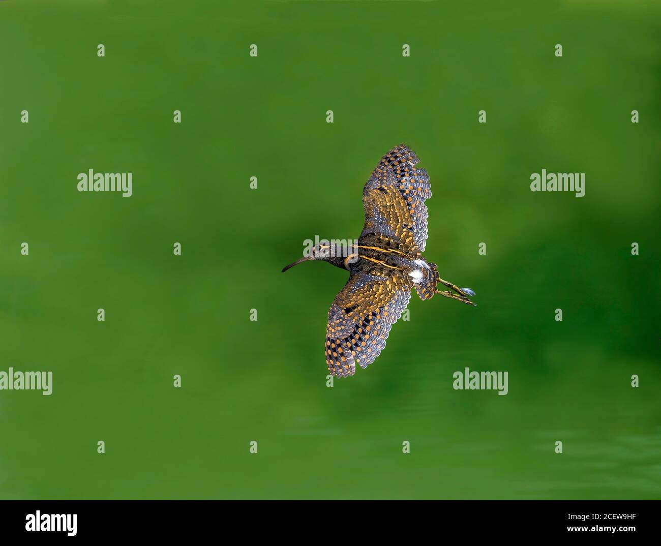 wildlife and birds of Pakistan Stock Photo Alamy