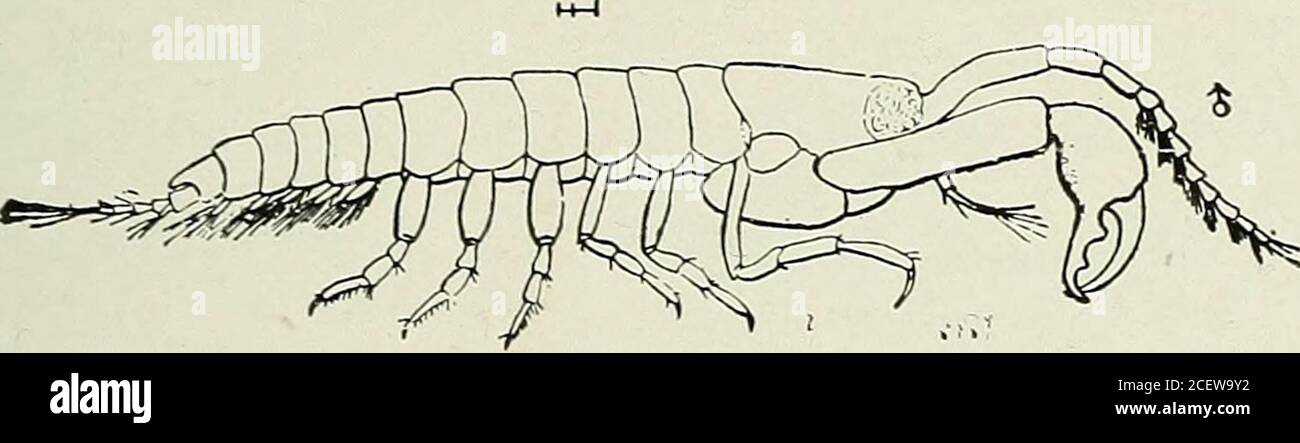 . Bulletin - New York State Museum. Invertebrates of Vineyard Sound are also given. I CHELIFERA Distinguished from all other Isopoda by the first pair of legs orgnathopoda being chelate. Pleopoda when present, natatory.Uropoda terminal, with a short basal part and one or two terminalfilaments. Respiration thoracic. A very anomalous group which differs in several respects fromthe typical Isopoda and by some authors has been entirely removedfrom the order. Divided into two families, of which one is repre-sented. I Tanaidae, 2 Apseudidae. Family tanaidae Body cylindric. Antennulae close tog-ether Stock Photo