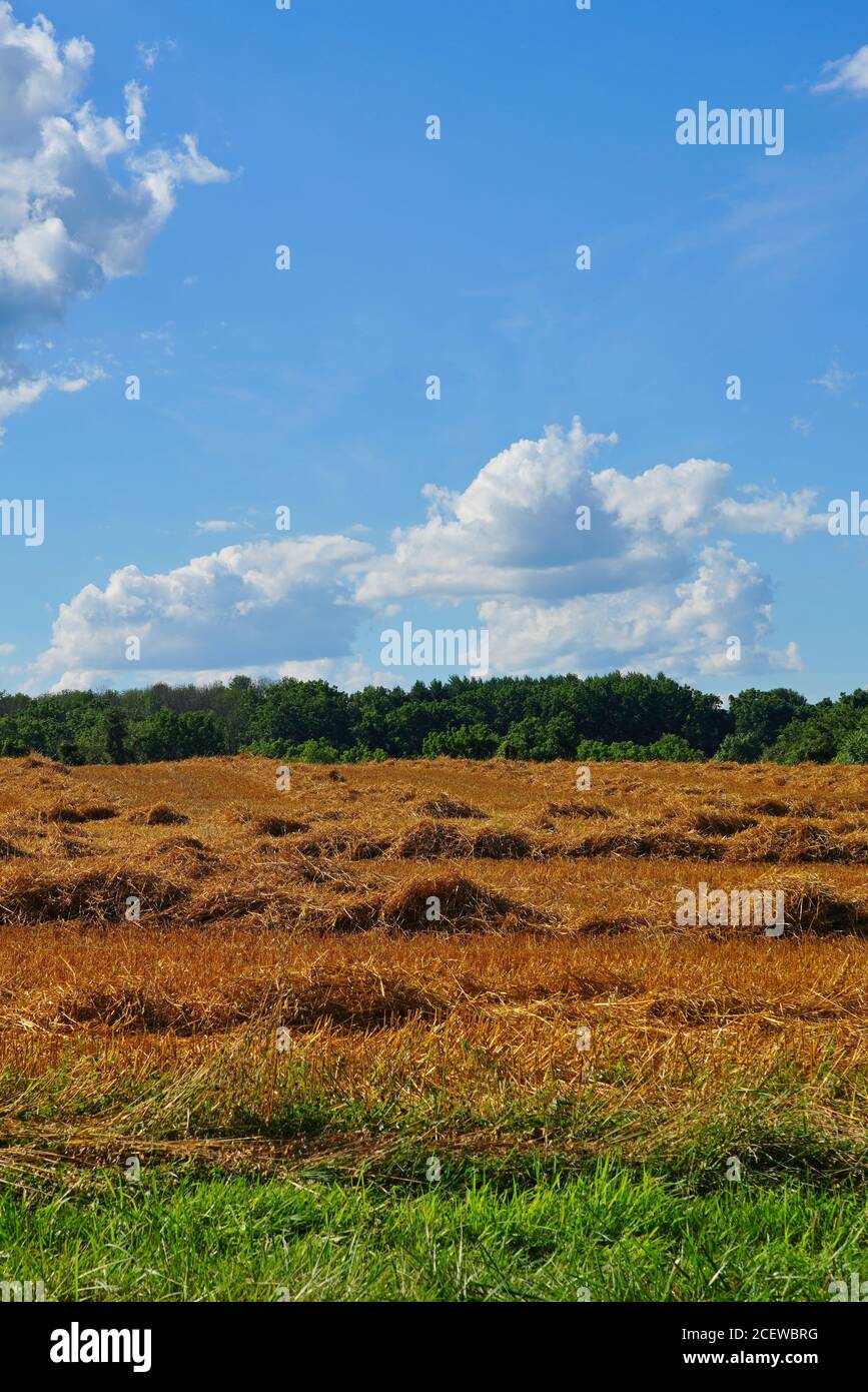 View of a wheat field after harvest in the New Jersey countryside Stock  Photo - Alamy