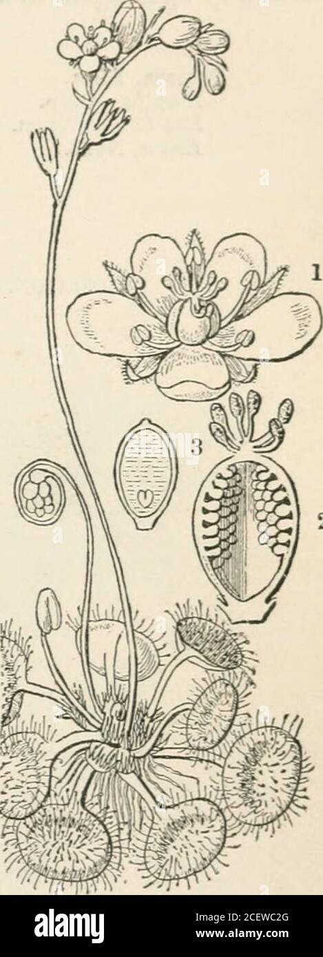 The Vegetable Kingdom Or The Structure Classification And Uses Of Plants Illustrated Upon The Natural System Fig Ccciii 434 Droserace Hypogynous Exogens Flies And Other Insects That Happen To Alight