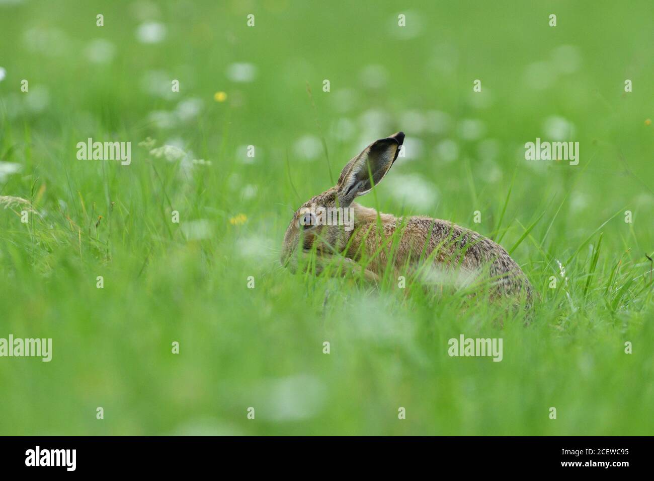 Brown hare eats spring grass on the meadow Stock Photo