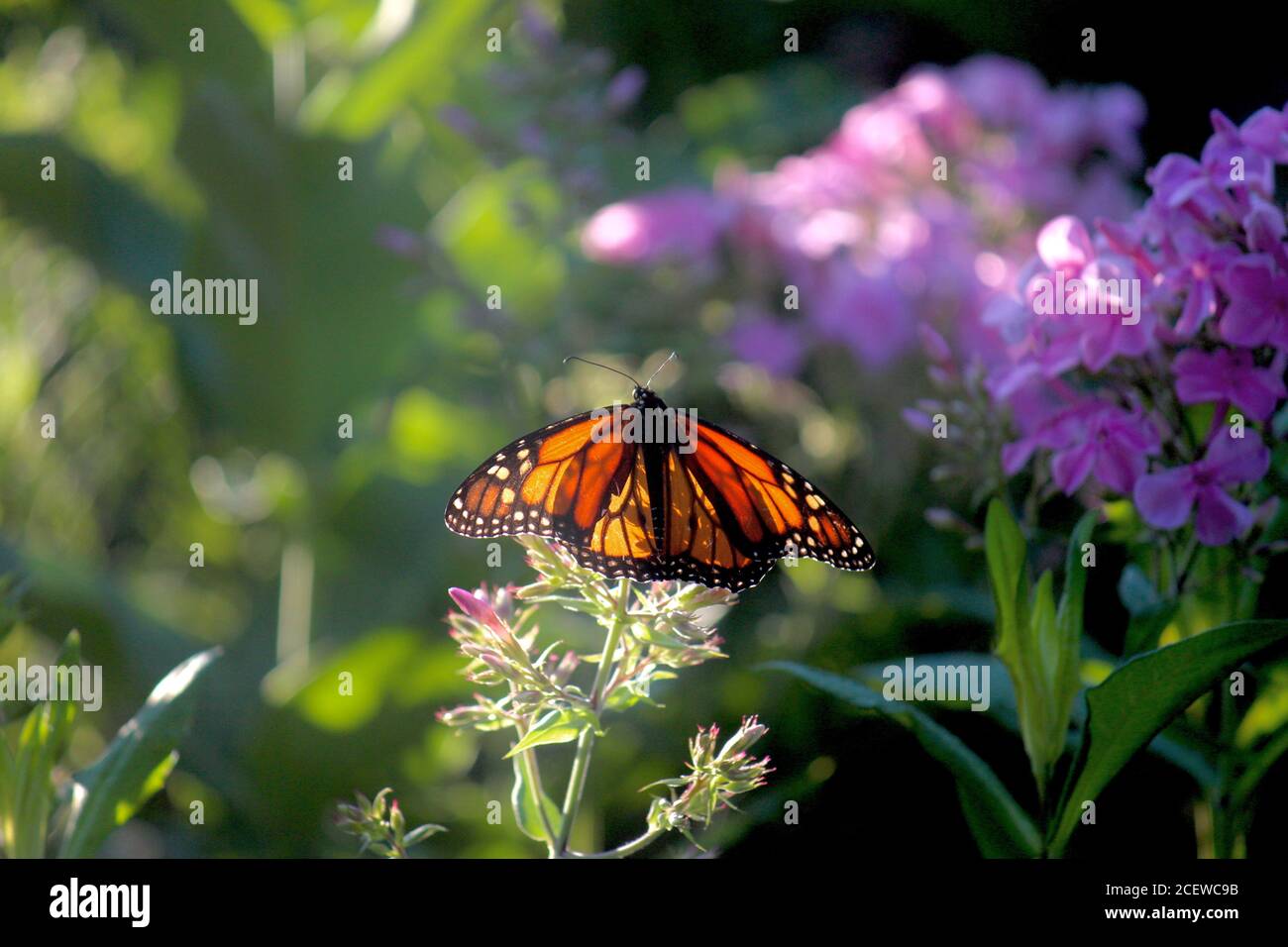 Monarch Butterfly in Chicago’s Lurie Gardens Stock Photo Alamy