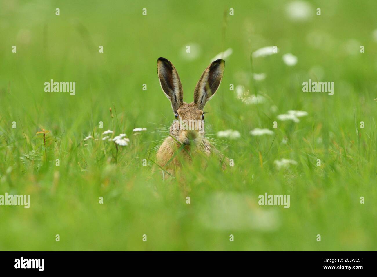 Brown hare eats spring grass on the meadow Stock Photo