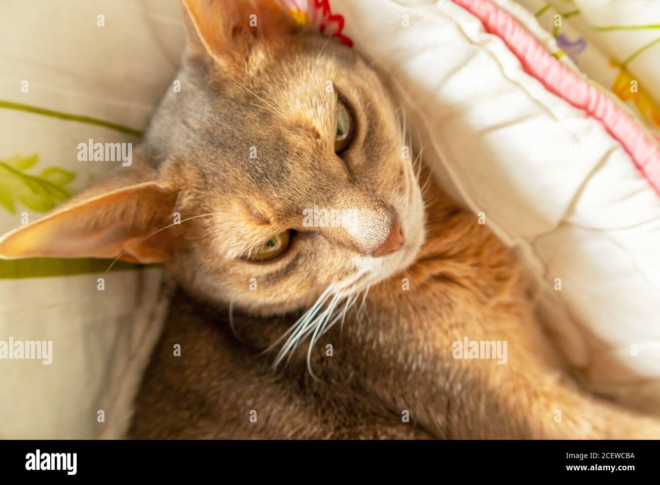 Abyssinian cat. Close up portrait blue abyssinian female cat lying on colorful blanket, daylight. Pretty lazy cat white Stock Photo