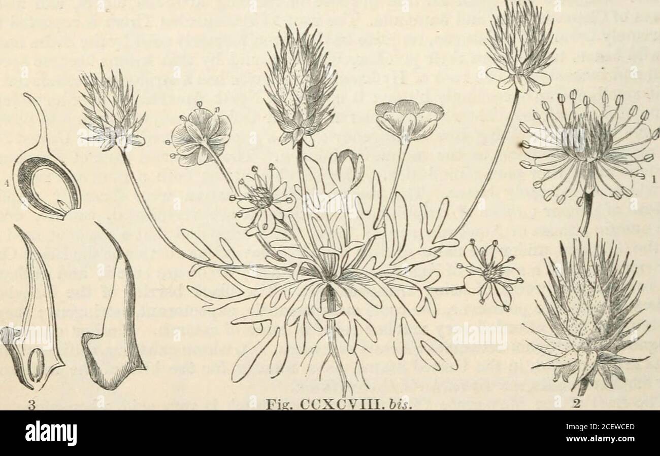 . The vegetable kingdom : or, The structure, classification, and uses of plants, illustrated upon the natural system. is, Salisb. Koellea, Biria. Robertia, Merat. Helleborus, Monch. Helleboroides, Adans.Helleborus, Adans. Helleboraster, Monch.Isopyrum, Linn. Olfa, Adans. Thalictrella,A. Rich, Leptopp)um,B.eichQXib.Enemion, Raf.Coptis, Salisb. Chrysa, Raf. Chrysocoptis, Nutt. Pterophyllum, Nutt.Garidella, Tournef.Nigella, Tournef. Erobatos, DC.Aqmlegia, Tournef.Delphinium, Tournef. Consolida, DC. Aconitella, Spach. Delphinellum, DC. Phledinium, Spach. Delphinastrum, DC. Staphisagria, DC.Aconitu Stock Photo