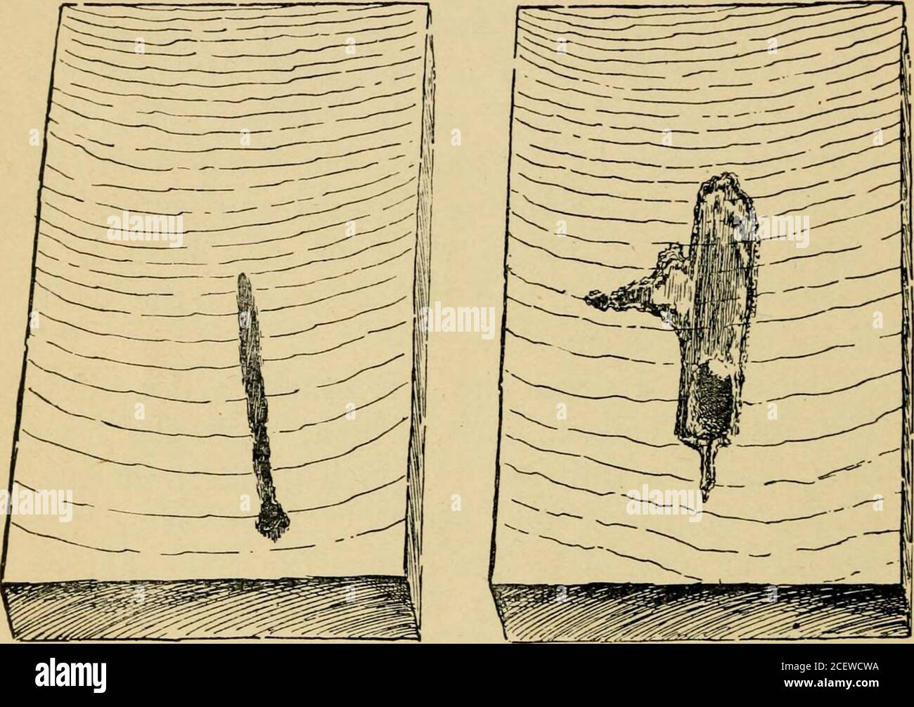 . The pruning-book; a monograph of the pruning and training of plants as applied to American conditions. is the workof living organisms. The exposed wood dies. It cracks and checks.The surface collects dust, which, with the deadcells, makes a thin soil in which germs find con-genial conditions for growth. Even after thewound is covered by the callus, the mycelium ofthe fungi may continue to extend itself in thewood, often reaching the heart and causing thetrunk to become hollow. Normally, the heart ofa tree should never decay; but sooner or later,most trees are exposed to injuries, either in t Stock Photo