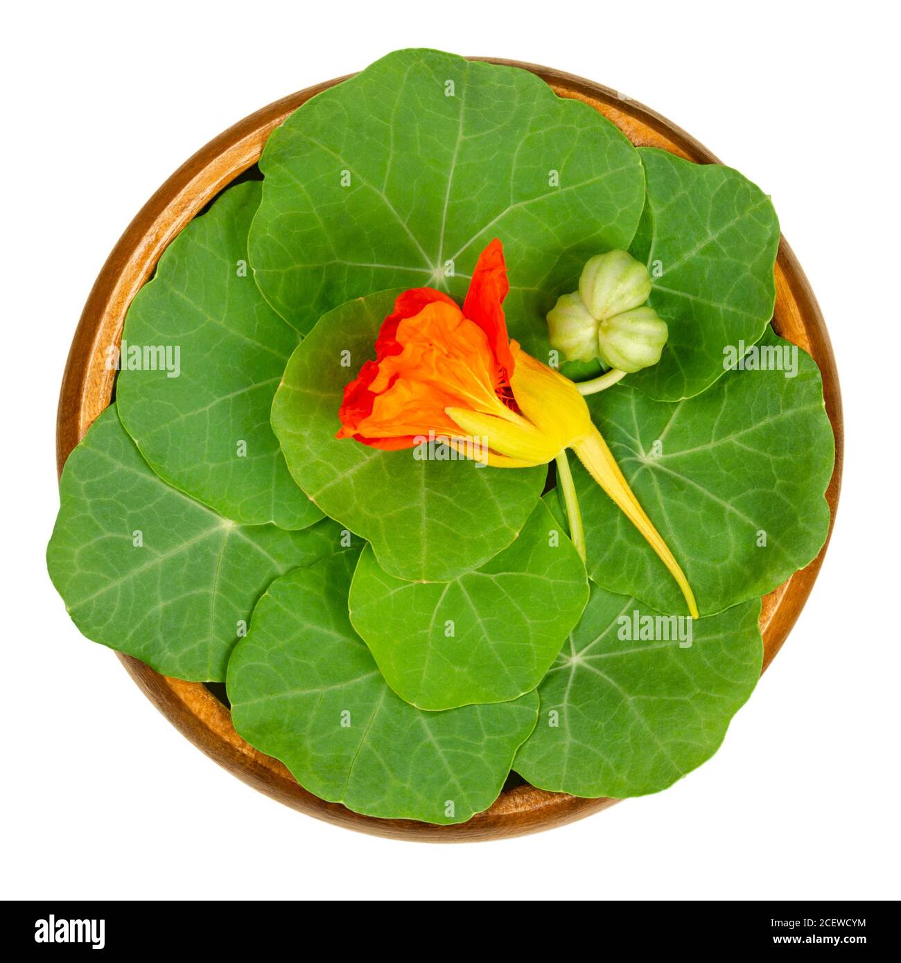 Garden nasturtium, rounded leaves, bright red flower and unripe seed pod in wooden bowl. Tropaeolum majus, nasturtian, nose-twister or nose-tweaker. Stock Photo