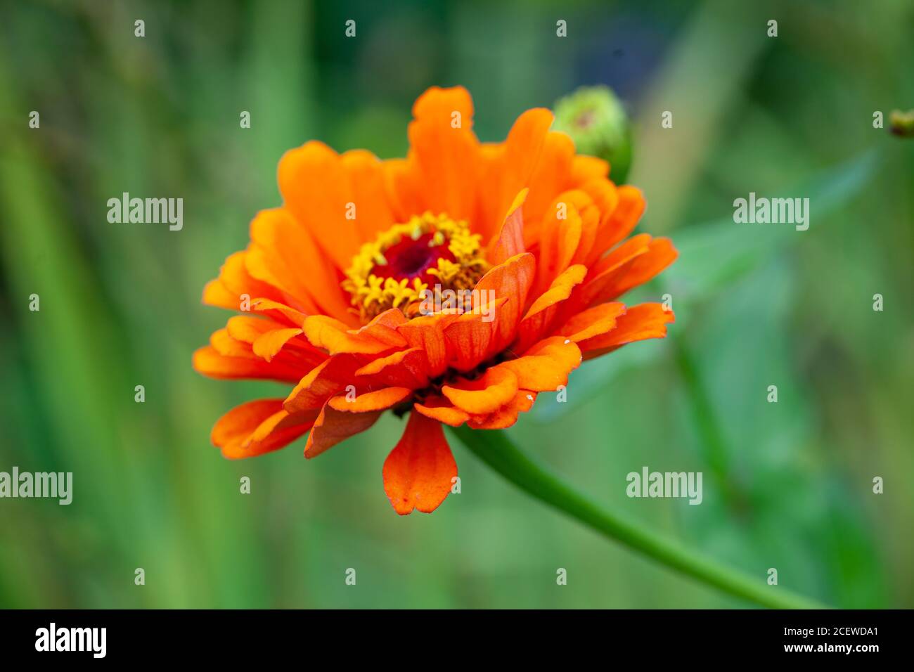 High-resolution close-up of  Orange African Daisy variety  - Arctotis × hybrida hort. 'Flame' Stock Photo