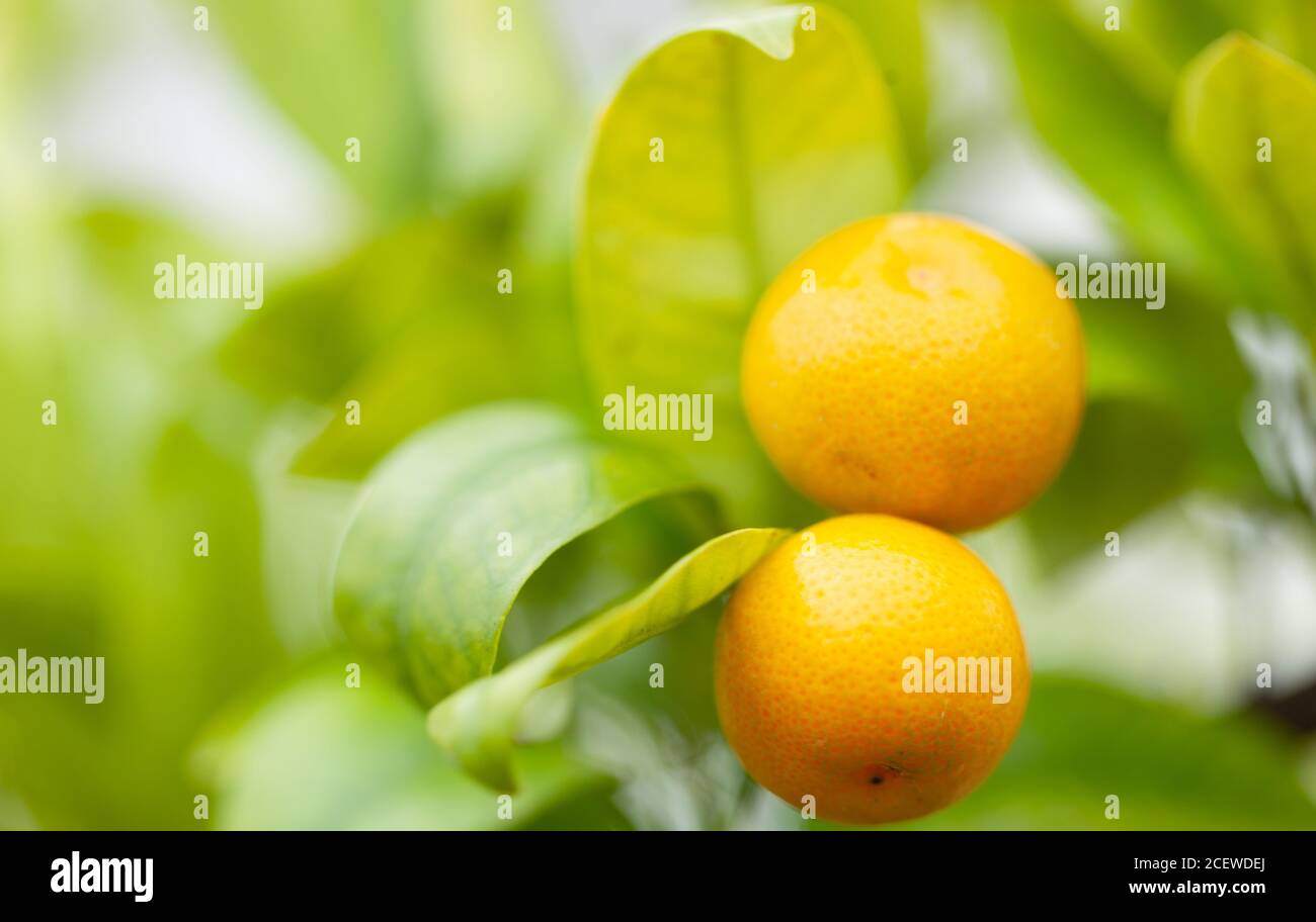 Close-up of ripe citrus oranges growing on Citrus x microcarpa fruit tree Stock Photo