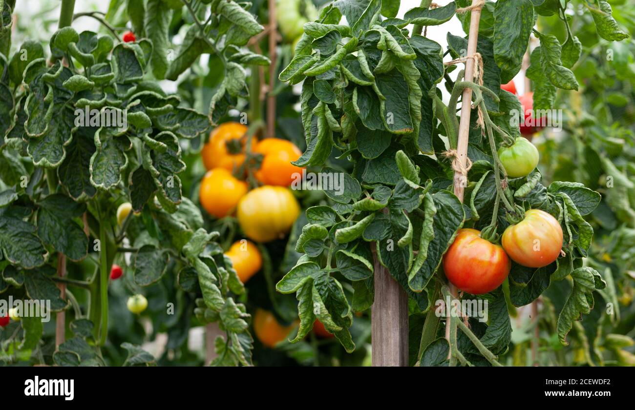 Gardening / Healthy Eating / Organic / Food & Drink / Home Grown