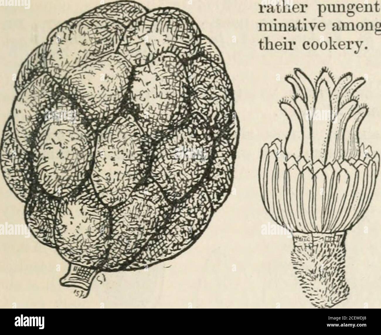 . The vegetable kingdom : or, The structure, classification, and uses of plants, illustrated upon the natural system. is tonic,aromatic, and stimulant, and resembles, in nearly all respects, the Drimys Winteri, orWinters Bark. Similar in their natm-e are Drimys axillaris and Tasmannia aromatica,one a New Zealand and the other a New Holland tree, whose fruit is occasionallyused as pepper by the settlers in Tasmannia. Many are valuable for their timber.Micheha Doltsopa is one of the finest trees in Nipal, j-ielding an excellent fragrant wood, much used in that country for house-building Bon, Pro Stock Photo