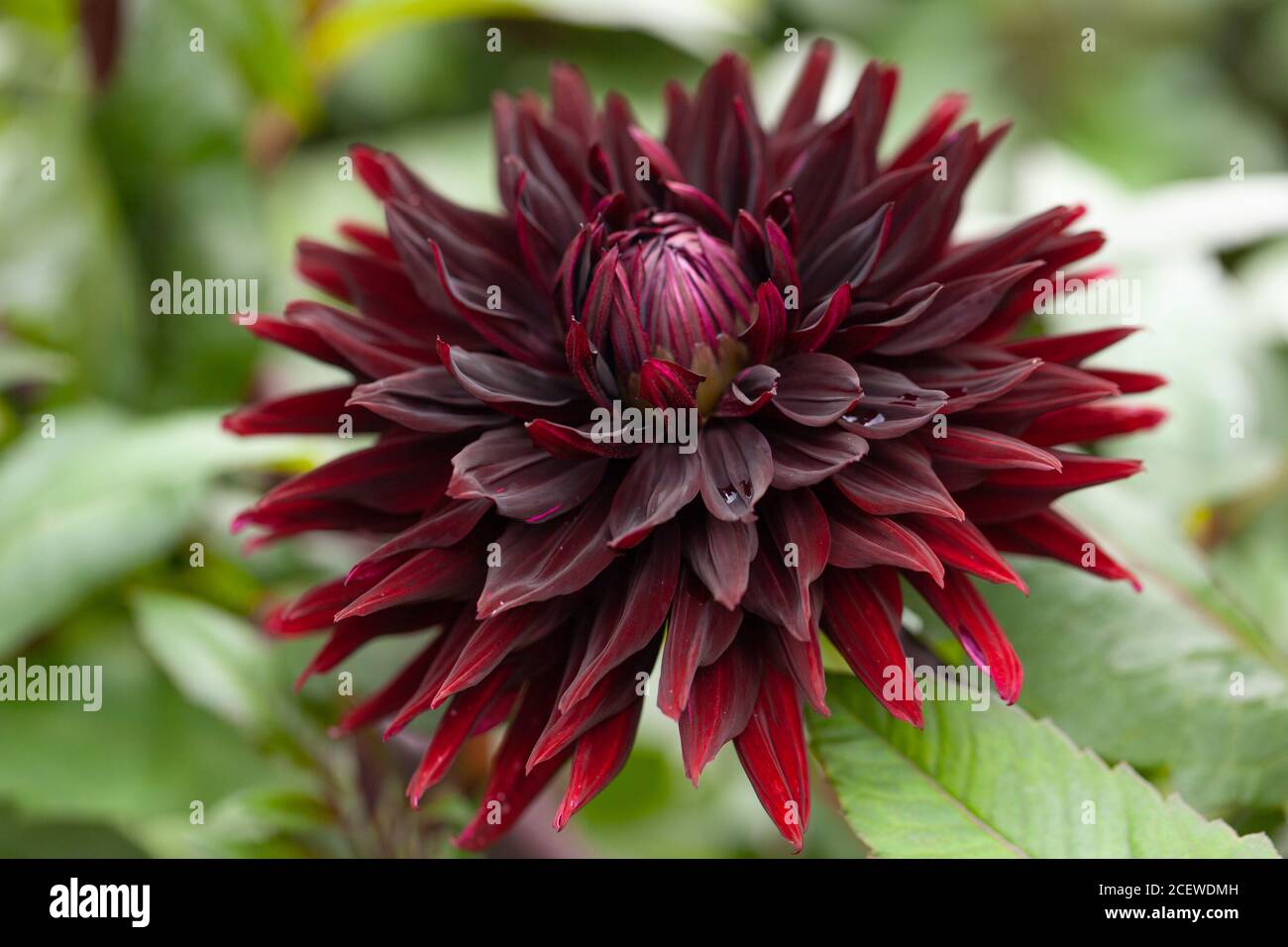 Dinner plate dahlia hi-res stock photography and images - Alamy