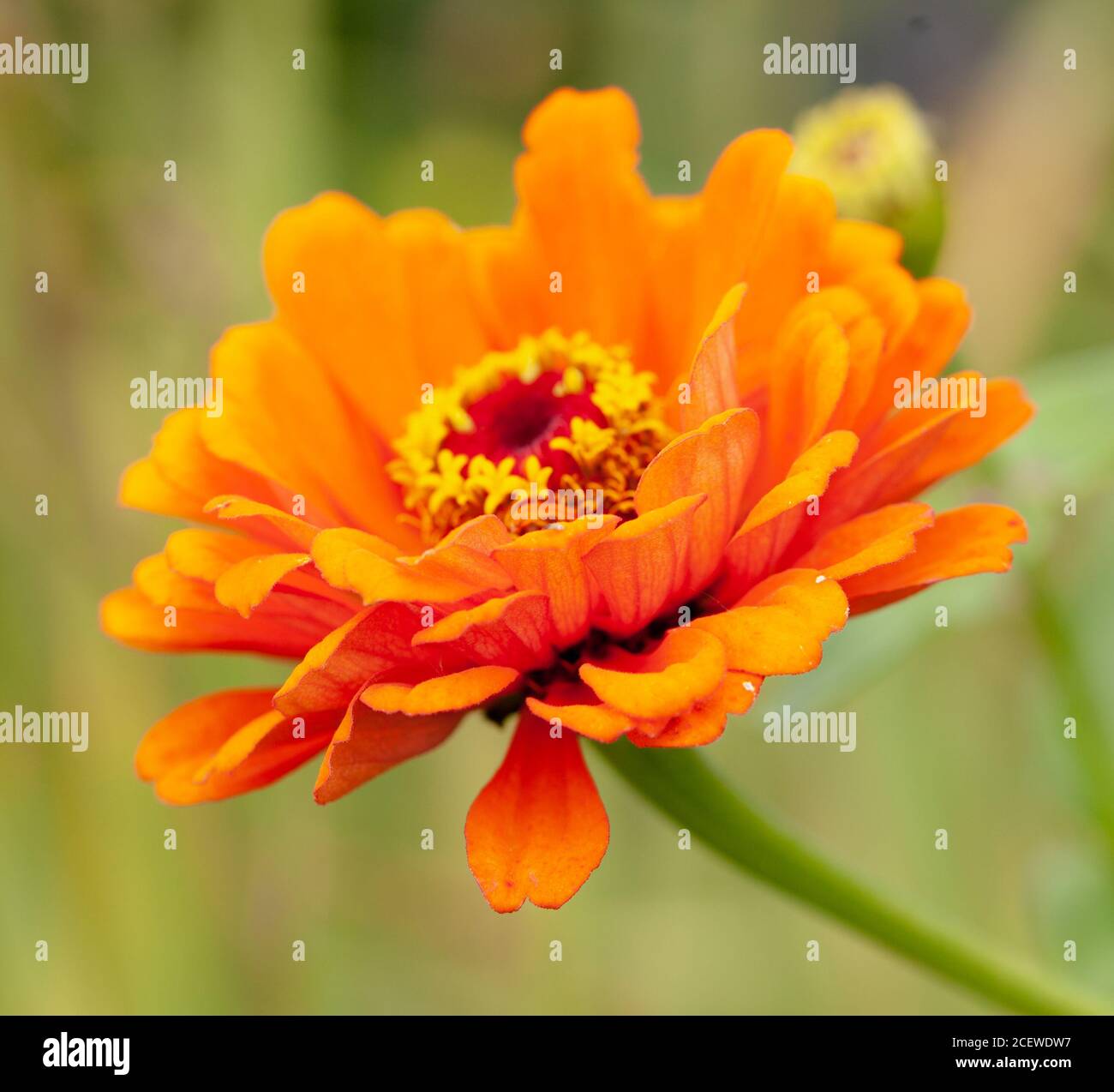 Close-up of  Orange African Daisy variety  - Arctotis × hybrida hort. 'Flame' Stock Photo