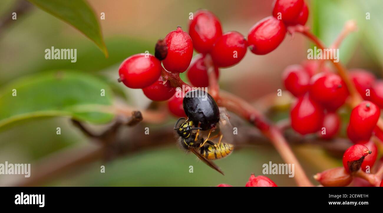 Eco-systems in natural world towards wildlife-friendly gardening for  sustainable futures - Close-up of a wasp foraging on wild berries Stock Photo