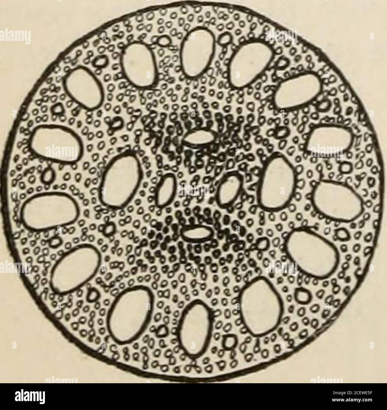 The Vegetable Kingdom Or The Structure Classification And Uses Of Plants Illustrated Upon The Natural System Fig Cclxxxviii Fig Cclxxxix Fig Cclxxxviii Cabomba Aquatica 1 The Pistil And Calyx 2