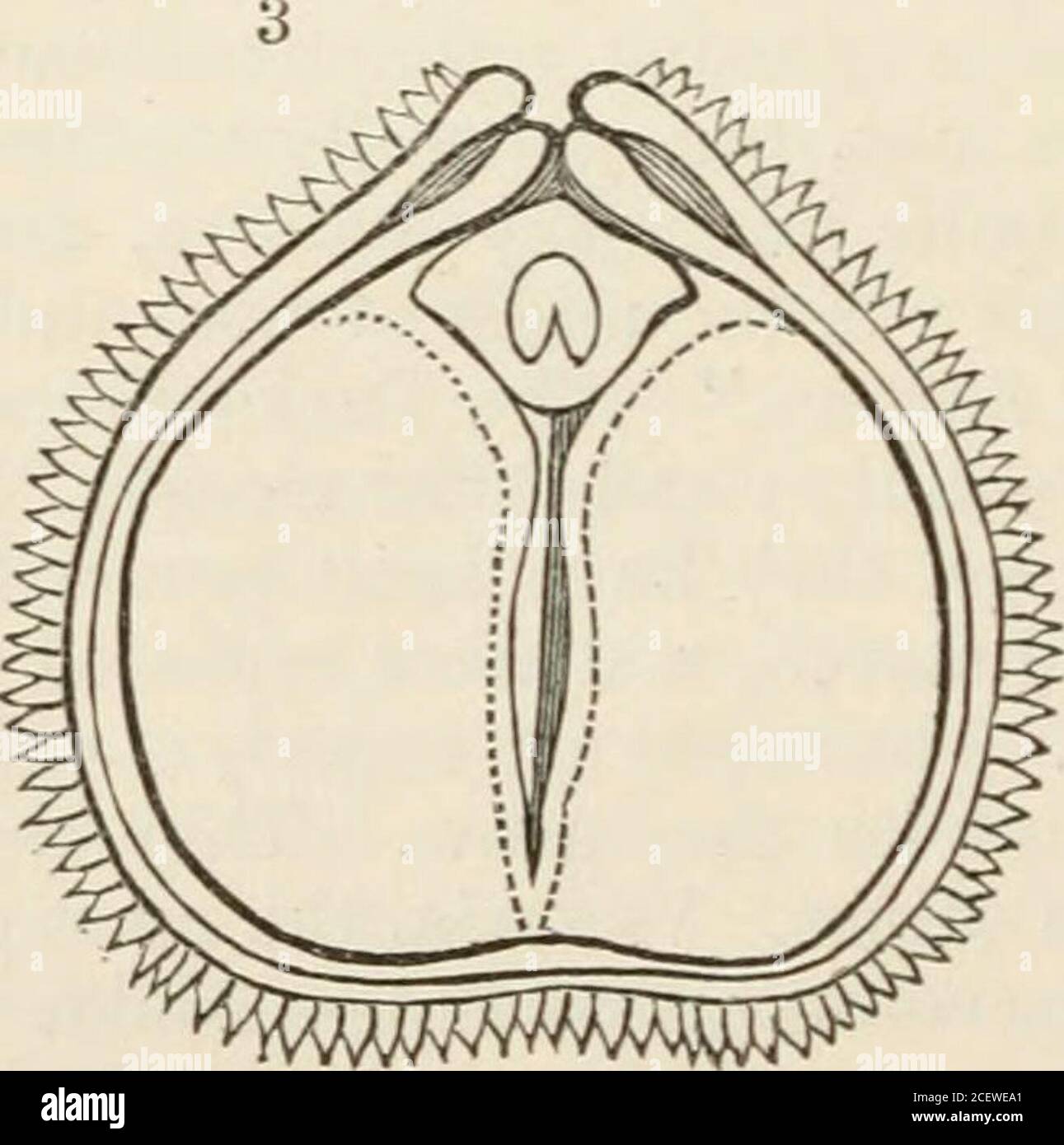 The Vegetable Kingdom Or The Structure Classification And Uses The Vegetable Kingdom Or The Structure Classification And Uses