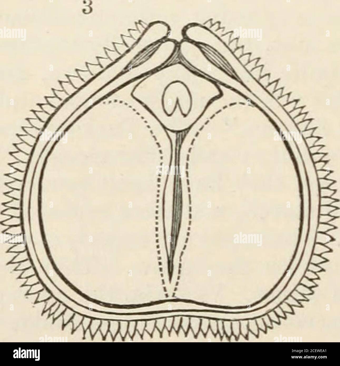 . The vegetable kingdom : or, The structure, classification, and uses of plants, illustrated upon the natural system. Fig. CCLXXXVIII. Stock Photo