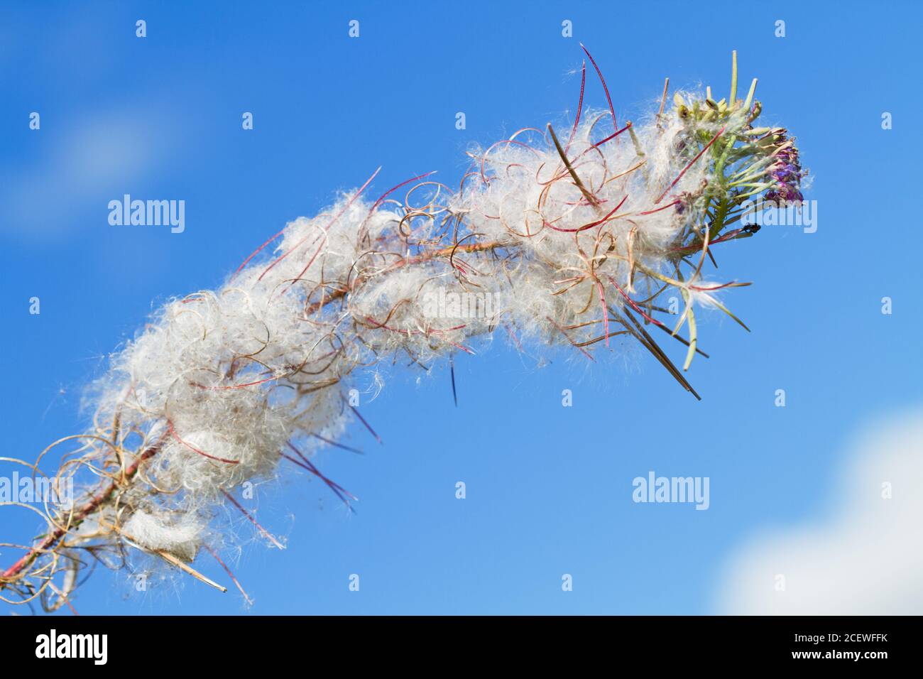 Great willowherb, against a blue sky, full of ripe seeds with long white hairs Stock Photo