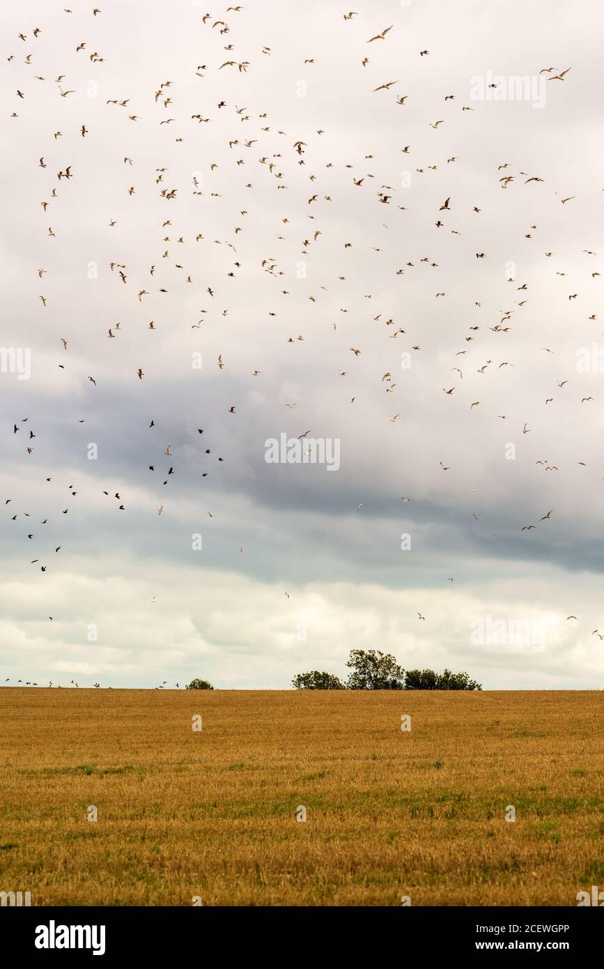 Flock of seagulls circling over farmland Stock Photo