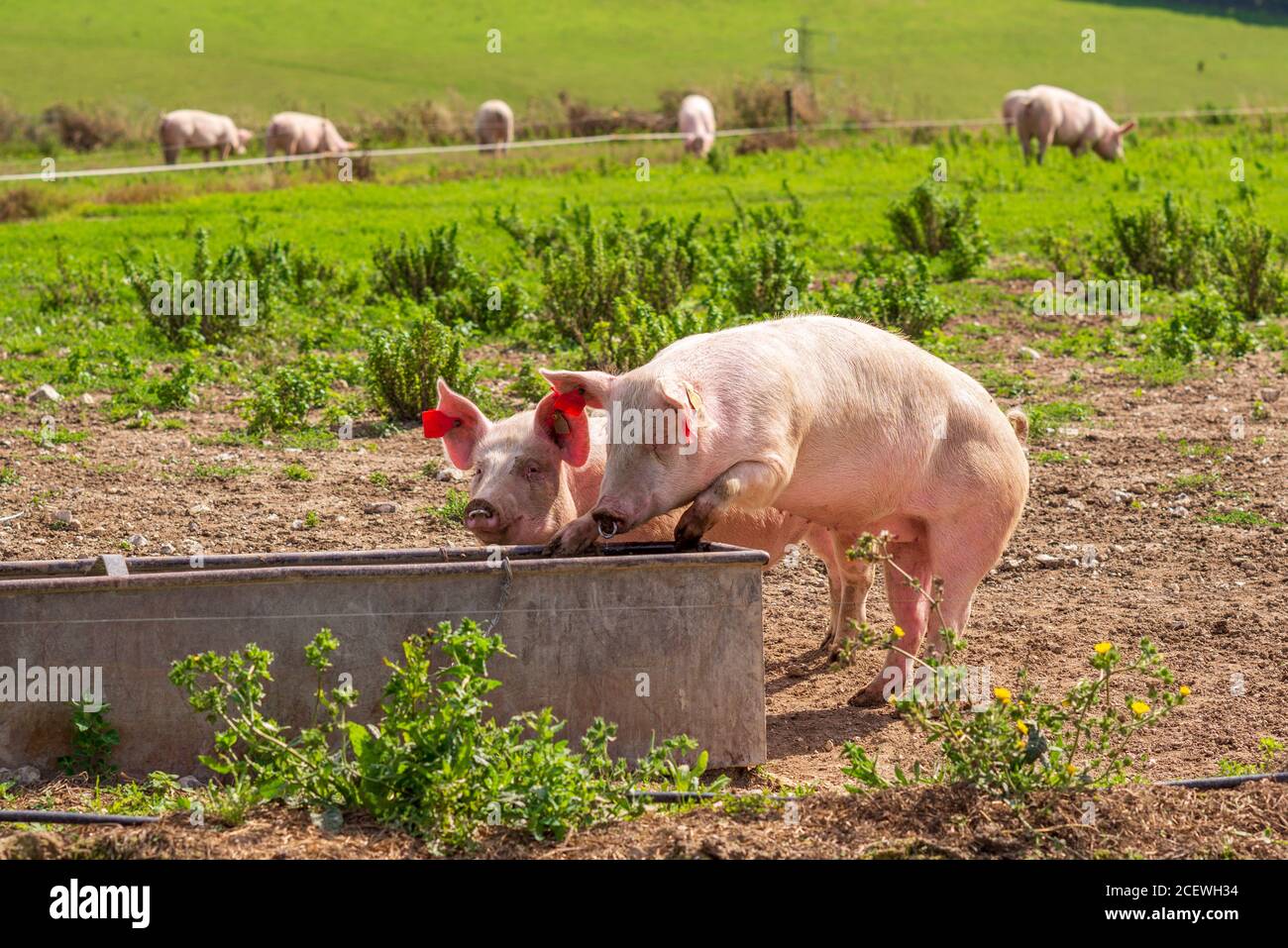 Farm pigs trough uk hires stock photography and images Alamy