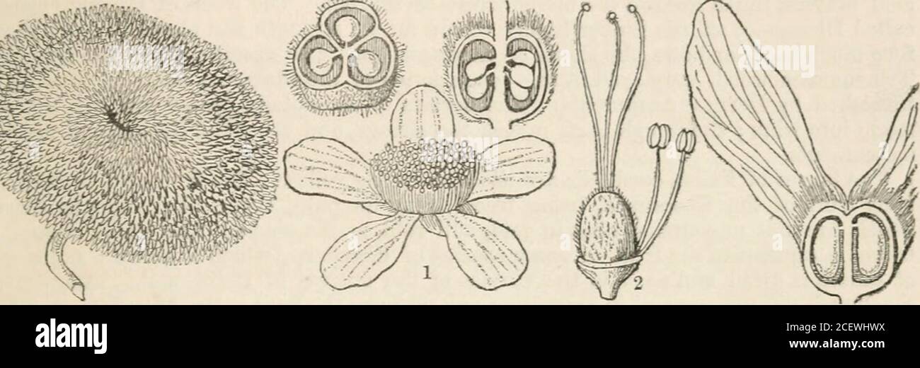 . The vegetable kingdom : or, The structure, classification, and uses of plants, illustrated upon the natural system. iptera, DC. Dicti/ocarpus, Wight.Gaya, H. B. K.Malachra, Linn.Abutilon, Gartn.LawTencia, Hook.Bastardia, Kunth.Lagunea, Cav. Solandra, Murr. Triguera, Cav.Wissadula, Medik.? Ingenhouzia,Mof .e&lt; Ses. Numbers. Gen. 37. Sp. 1000. Geraniacece.Position.—StercuUacese.—MALVACEiE.—Byttneriacese.Cfklcenace(e. Malvales.] TILIACE/E. 371 Order CXXXI. TILIACEiE.—Lindenblooms. Tiliaceae, Juss. Gen. 290. (1789) in part.; Kunth. Malv. Diss. p. 14. (1822); DC. Prodr. 1. 50.3. (1824);Lindl. C Stock Photo