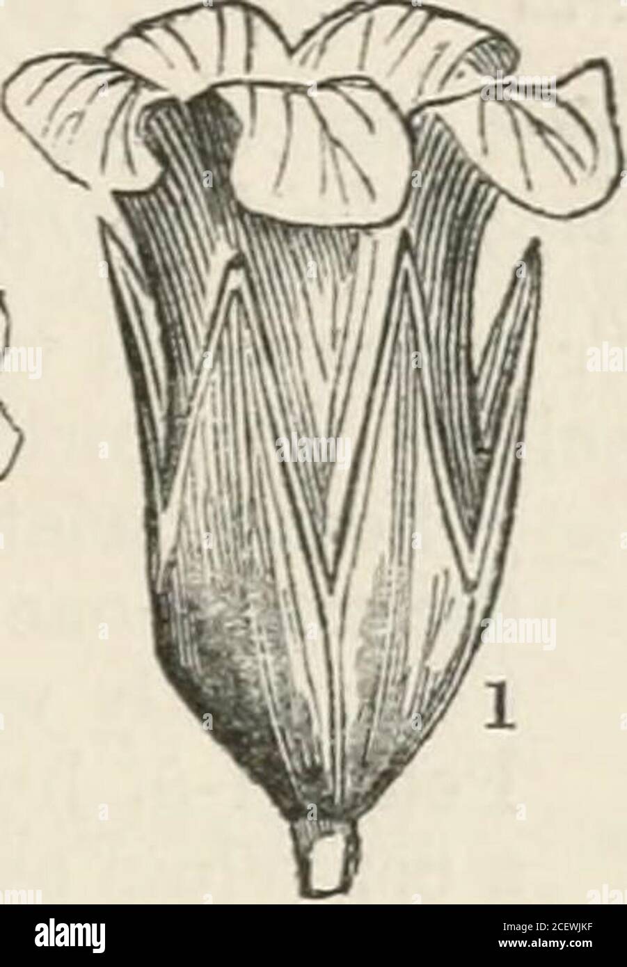 . The vegetable kingdom : or, The structure, classification, and uses of plants, illustrated upon the natural system. Fig. CCLIII GENERA. Csesarea, Cambess.Viviania, Cav. Macrcea, Lindl. Xeropetalon, Hook. Cissarobryon, Popp.Linostigma, Klotsch. Numbers. Gen. 4. Sp. 15.Position.—TiHacese.—Vivianiacese.—Tropseolaceae. Fig. CCLIII.—Viviania crenata ; 1. a flower; 2. a section of the ovary: 3. stamens and ovary. 366 TROP^OLACEtE. [Hypogynous Exogens. Order CXXIX. TROPiEOLACEiE.—Indian Cresses. Tropseolese, Juss. Mem. Mus. 3. 447. (1817) ; DC. Prodr. 1. 683. (1824) ; Endl. Gen. cclviii.-Limnan-the Stock Photo