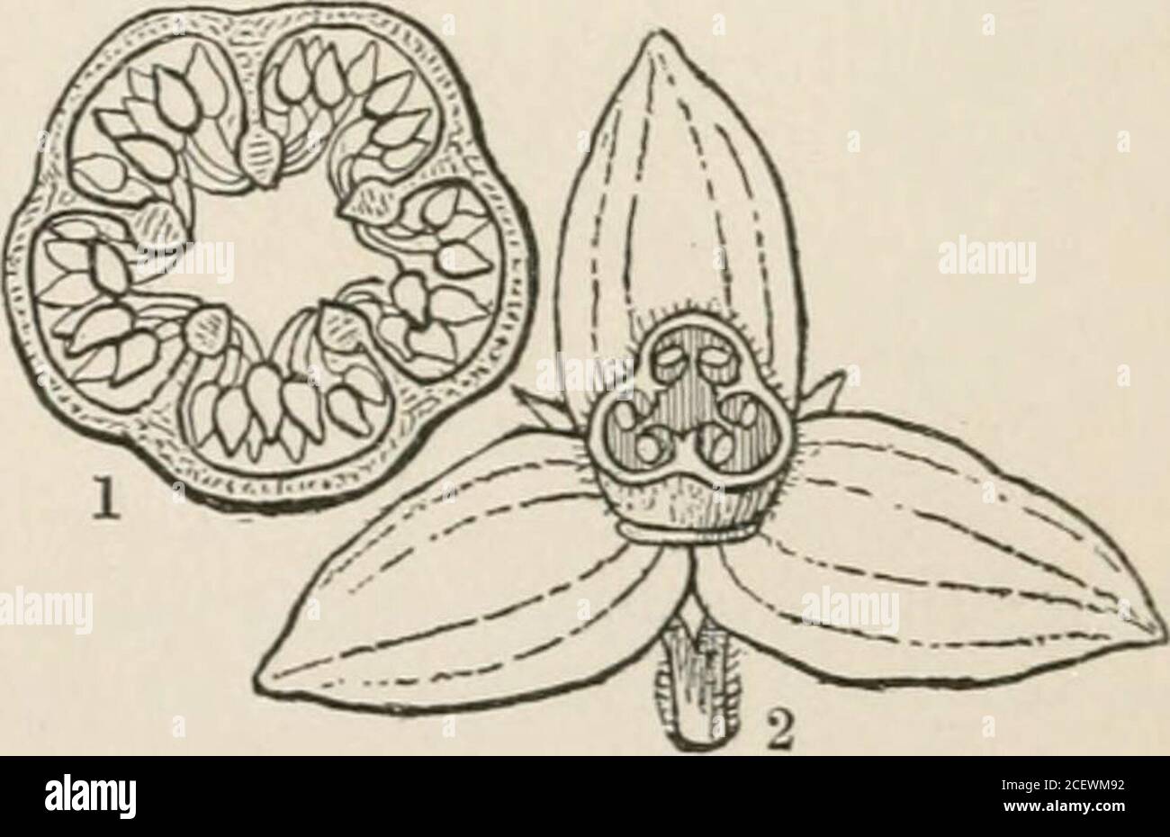 . The vegetable kingdom : or, The structure, classification, and uses of plants, illustrated upon the natural system. Fig. CCXL.. 350 CISTACE.E. [Hypogynous Exogens. Theads except in its indefinite stamens. An anonymous wTiter in the LinncBa, whoseviews are often judicious, would place the Rock Roses in tlie neighbouihood of Mesem-bryaceae, Nyctaginaceee, and Polygonacese, and next Portulacaceae: an opinion evidentlyformed upon the supposed importance of a cmved embryo and mealy albumen. South Europe and the north of Africa are the countries that Rock Roses chiefly inhabit.They are rare in Nor Stock Photo