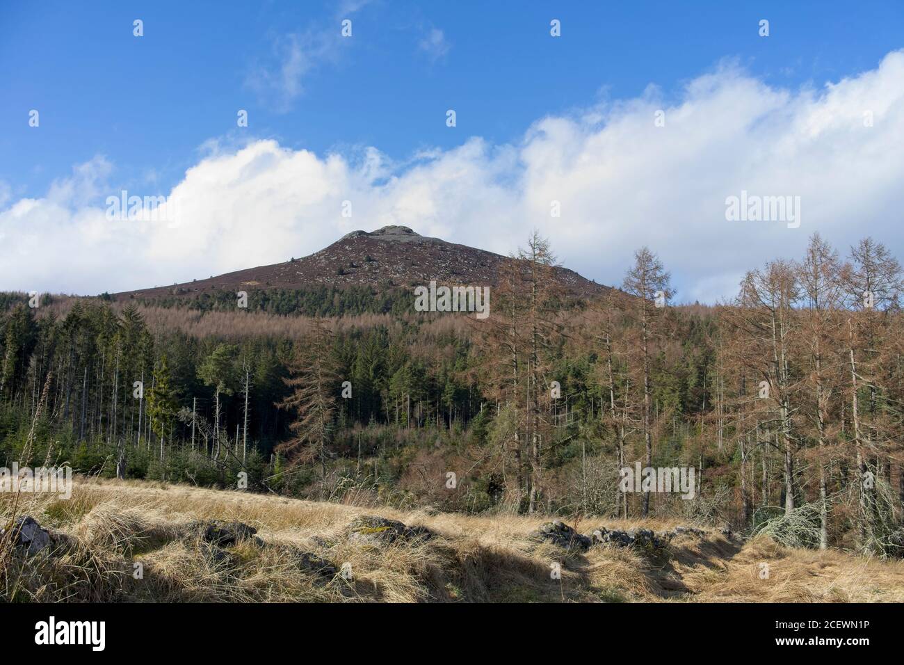 Bennachie a popular forrest and hill walk near Inverurie Aberdeenshire Scotland Stock Photo