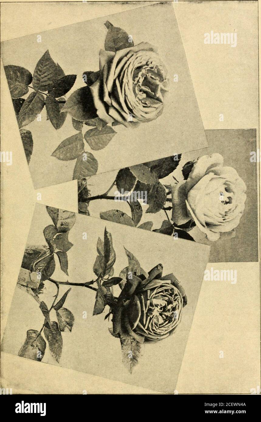 Catalogue Of Holland Bulbs Roses And Specialties For Fall Planting 1900 In Quality To Some Of The Summervarieties But They Come At A Time Of The Year When The Others Are