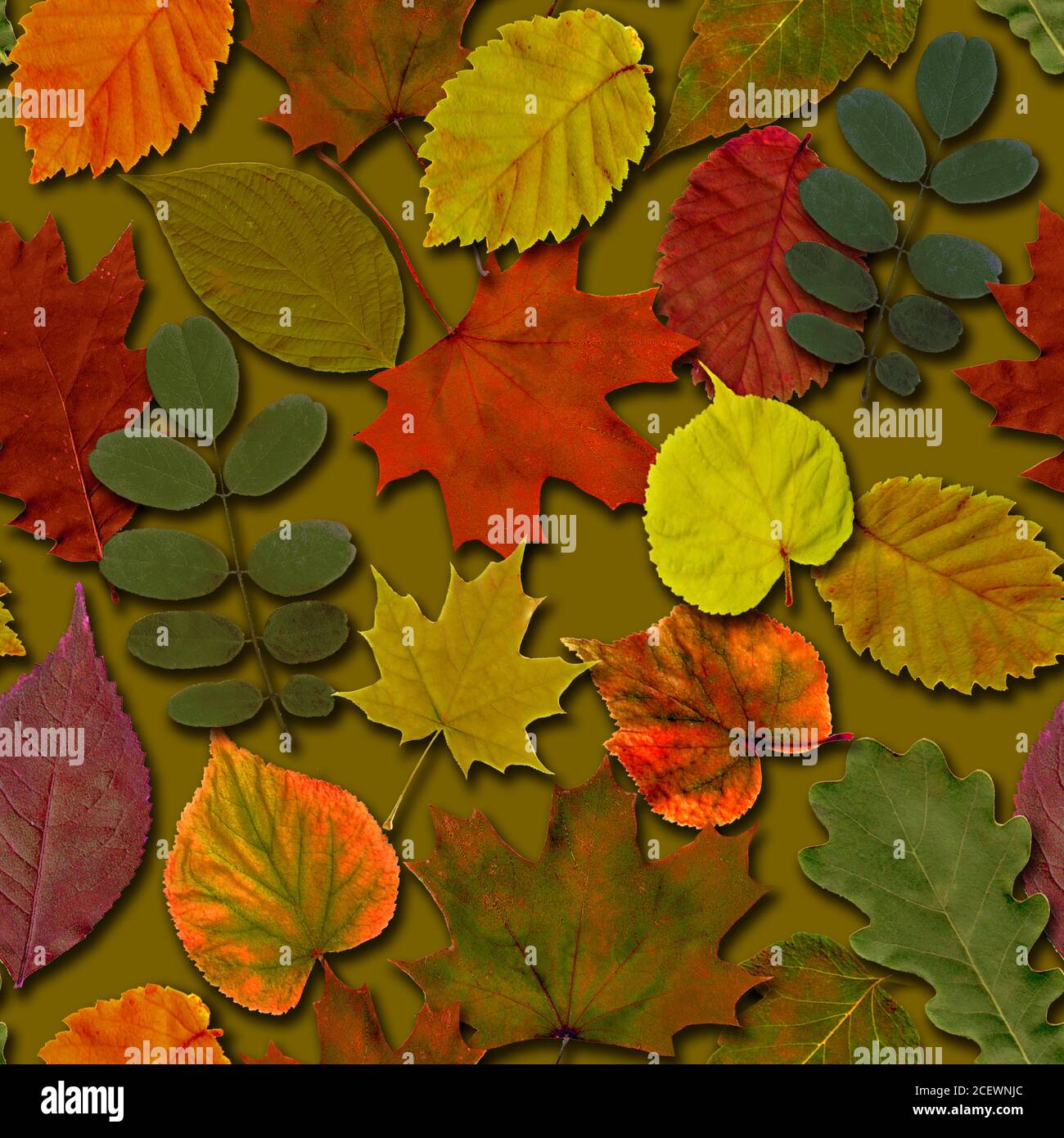Pretty Fall Leaves