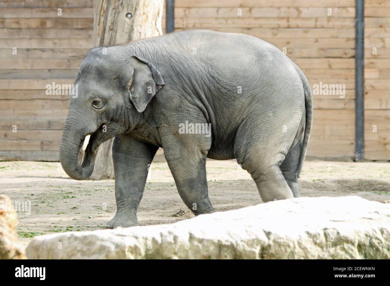 asiatischer Elephant Stock Photo