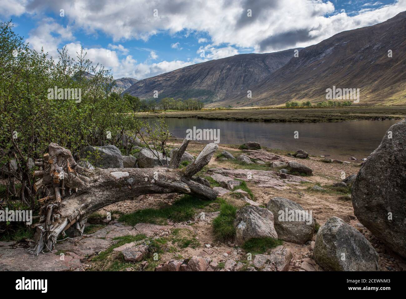 fallen tree on the banks of the waters at Glen Etive Scotland Stock Photo
