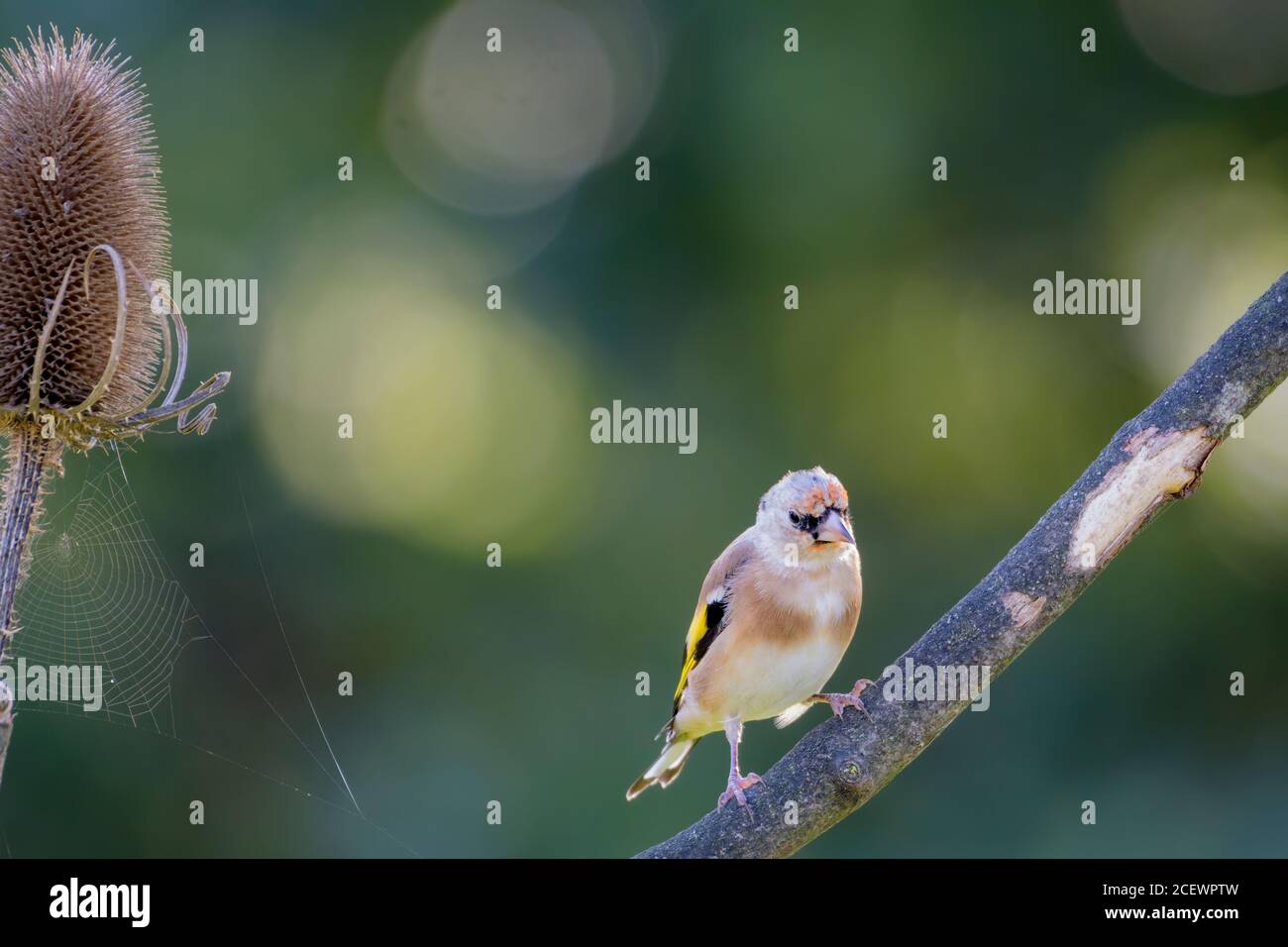 Juvenile Goldfinch(Carduelis carduelis) perched on a twig Stock Photo