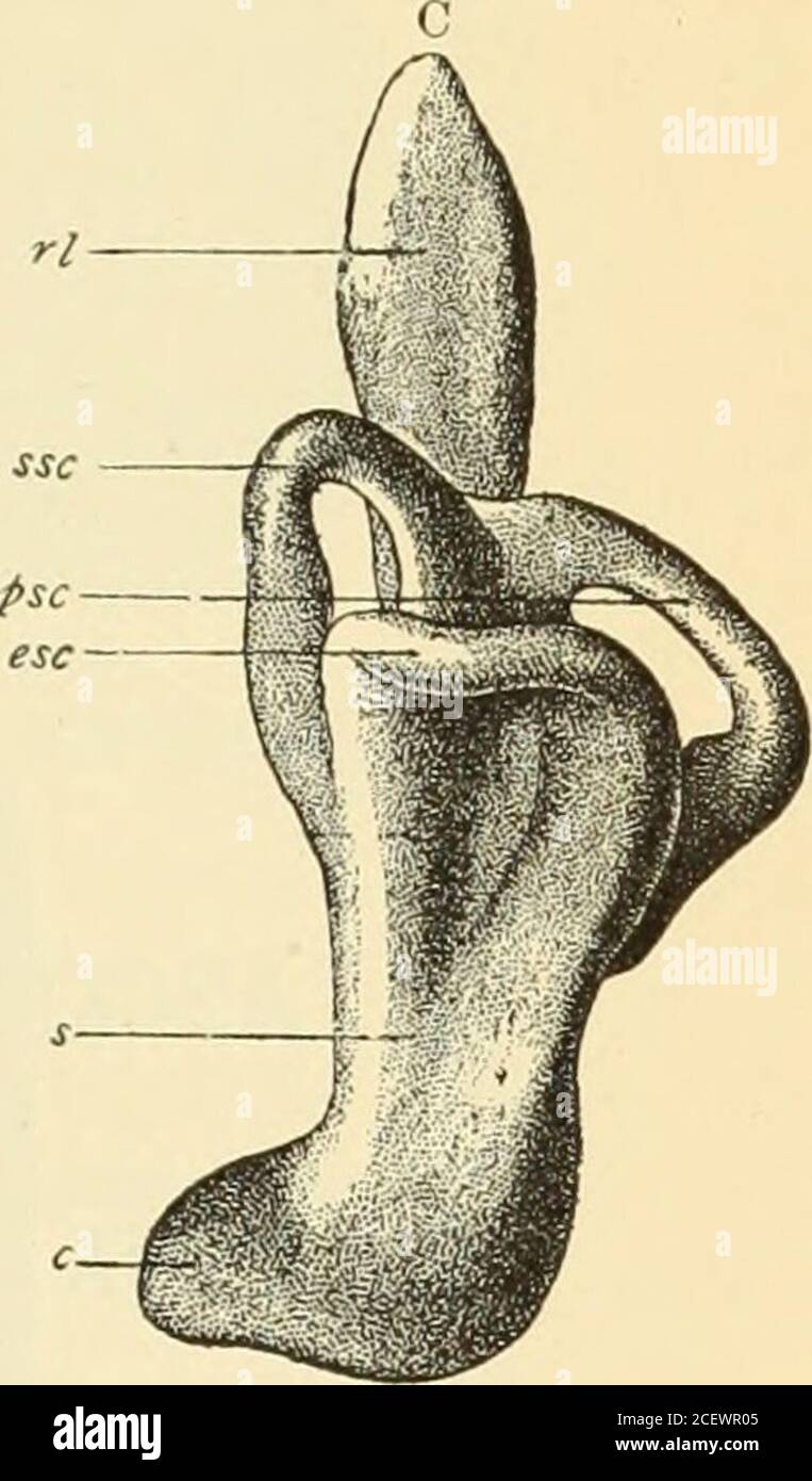 . An American text-book of obstetrics. For practitioners and students. Fig. 131.—Development of the membranous labyrinth of the human ear (W. His, Jr.). A, left laby-rinth of embryo of about four weeks, outer side: v, c, vestibular and cochlear portions; rl, recessuslabyrinthi. B, left labyrinth with parts of facial and auditory nerves of embryo of about four and a halfweeks: rl, recessus labyrinthi; ssc,psc, esc, superior, posterior, and external semicircular canals; s, sac-cule ; c, cochlea; vn,Jn, vestibular and facial nerves; vg, eg, gg, vestibular, cochlear, and geniculate gan-glia. C, le Stock Photo